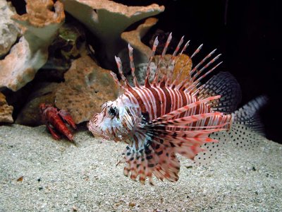 Lion Fish