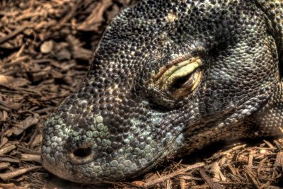 Dragon Lizard of Komodo