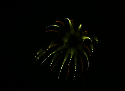 Fireworks_0135