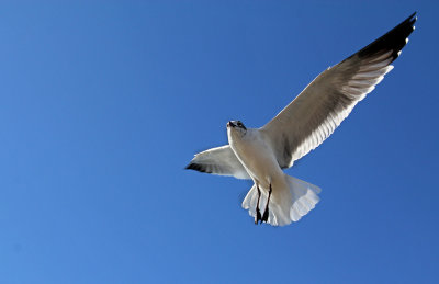 Sea Gull