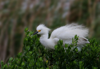 Snowy Egret