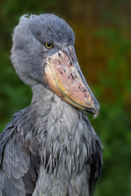 Shoebill Stork