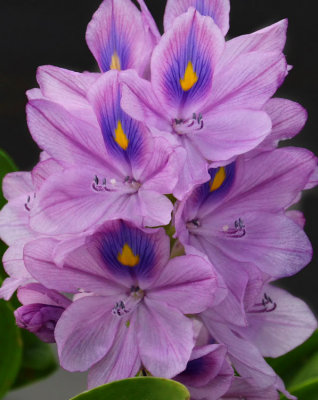 Water Hyacinth