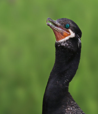 Neotropic Cormorant