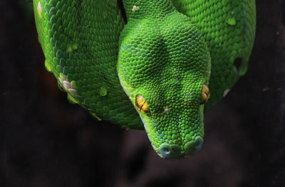 Green Python