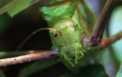 Giant Katydid