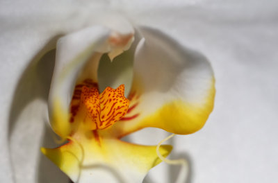 White Orchid