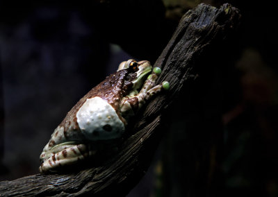 Mission Golden-Eyed Treefrog