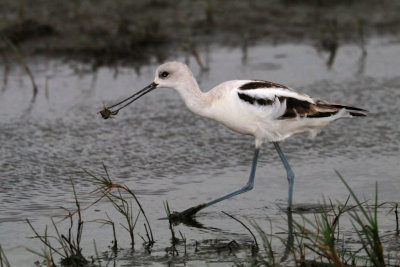 American Avocet winter plumage