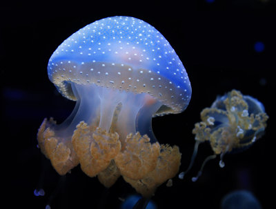 Jellyfish