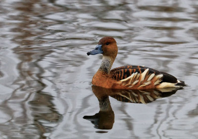 Whistling Duck