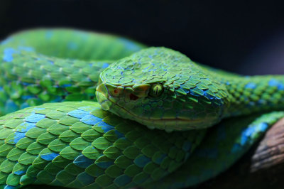 Palm Pitviper