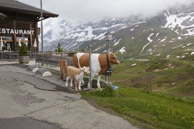 No purple cows in Switzerland