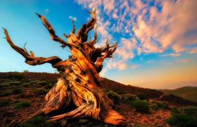 Bristlecone Pine Ancient sunrise