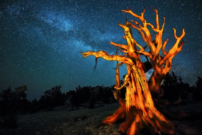 Ancient tree and milky way
