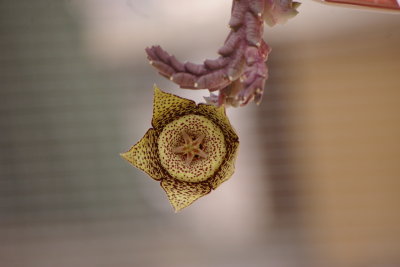 Desert flowers