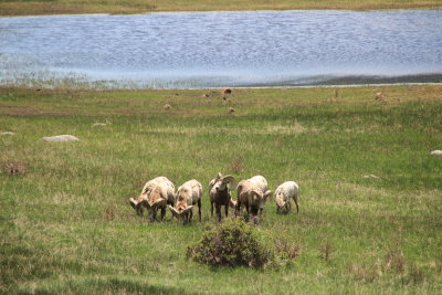 Sheep Lake