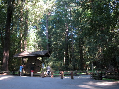 Henry Cowell Redwoods State Park, Felton
 
