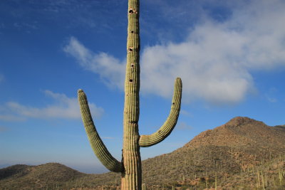Saguaro, AZ