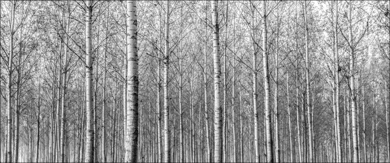 hard forest