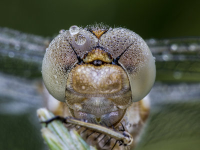 slumbering dragonfly