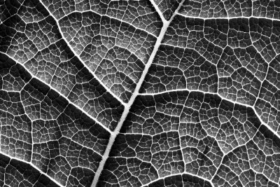 leaf maze