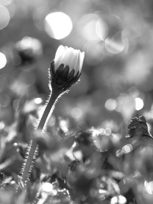 black-and-white spring