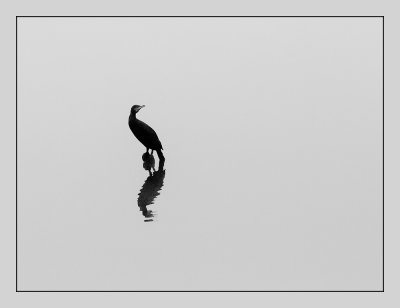 cormoran minimalism