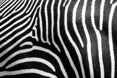 zebra landscape
