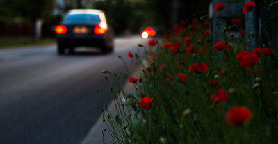 urban poppies