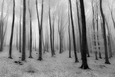 frosty forest