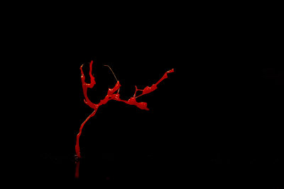 tree of blood