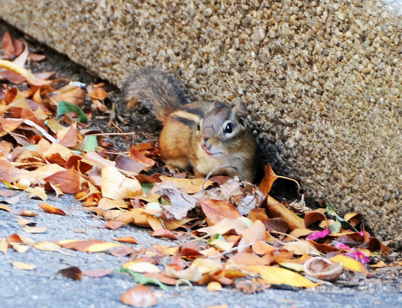 Resident Chipmunk About To Be Evicted?   