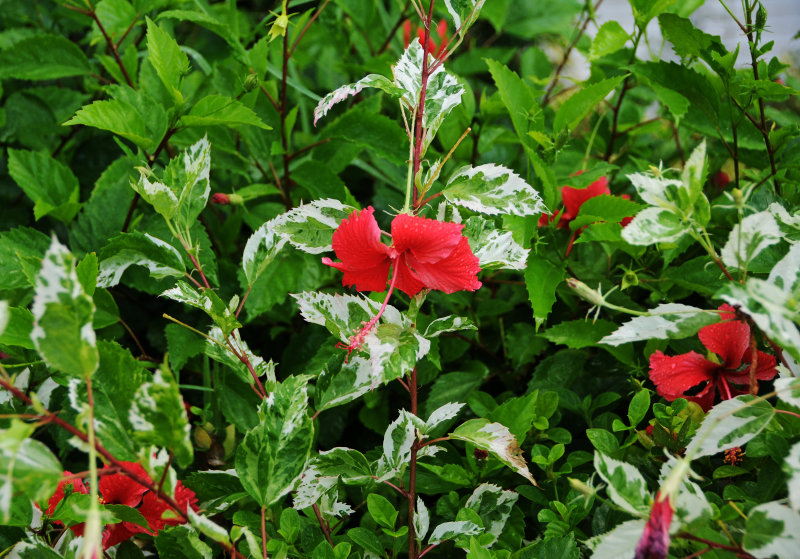 DSC_1317.jpg