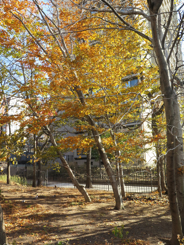 Beech Trees 