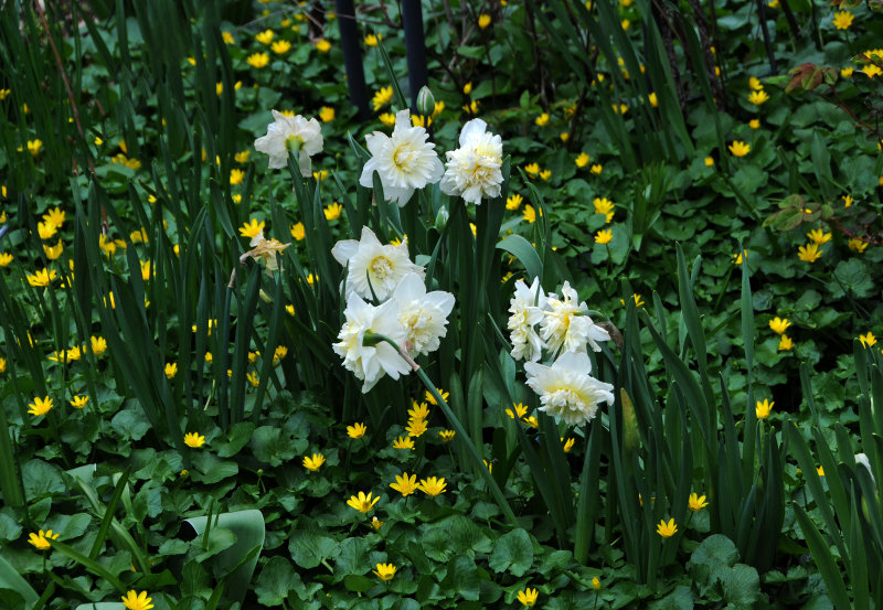 Marsh Marigolds & Daffadils