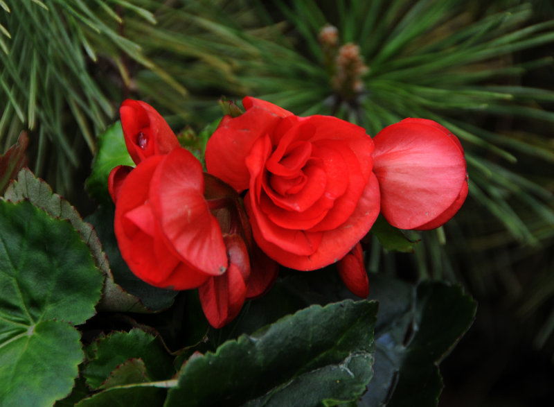 Begonia & Long Needle Pine