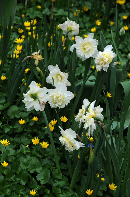 Marsh Marigolds & Daffadils