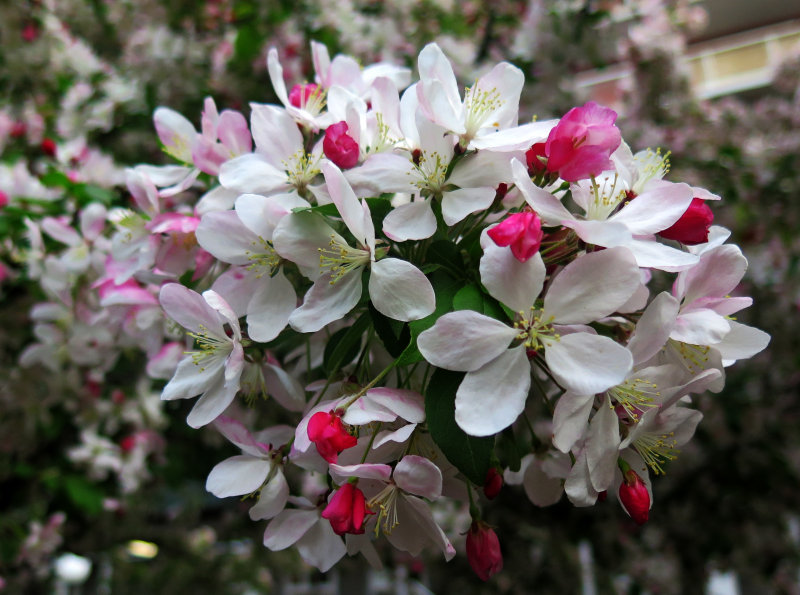 Crab Apple Trees are in Bloom