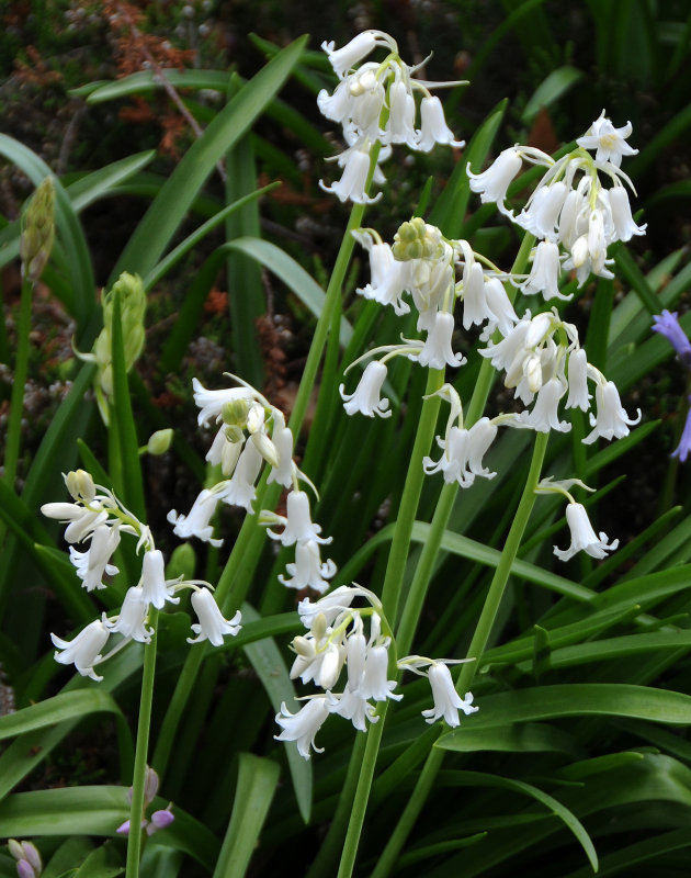 Albino Bluebells or Hyacinthoides hispanica