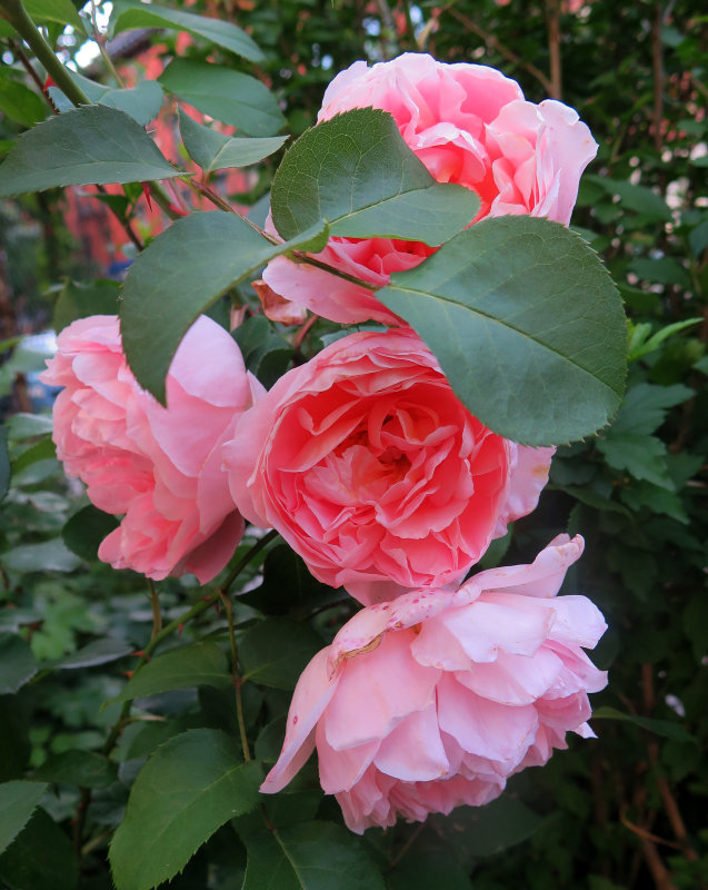 Dames de Chenonceau Roses 