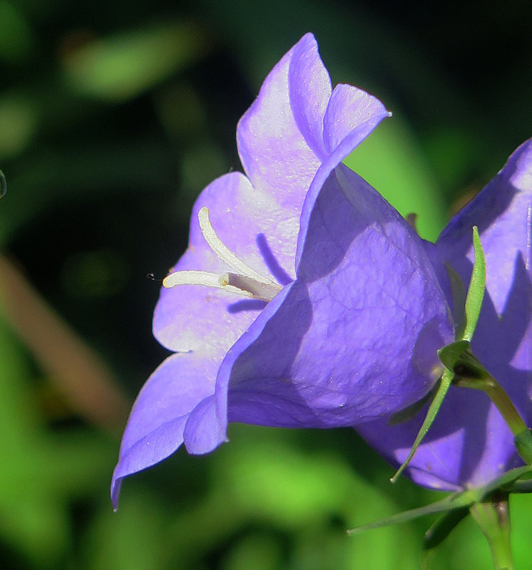 Campanula Bellflower