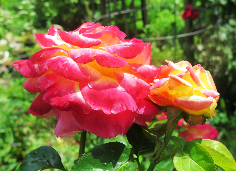 Love & Peace Rosa