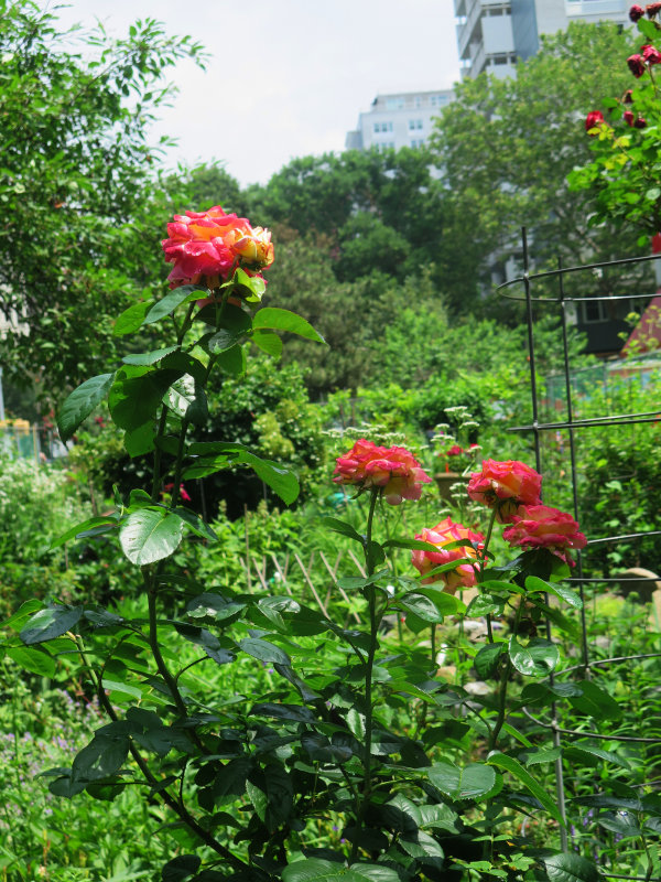 Love & Peace Rosa