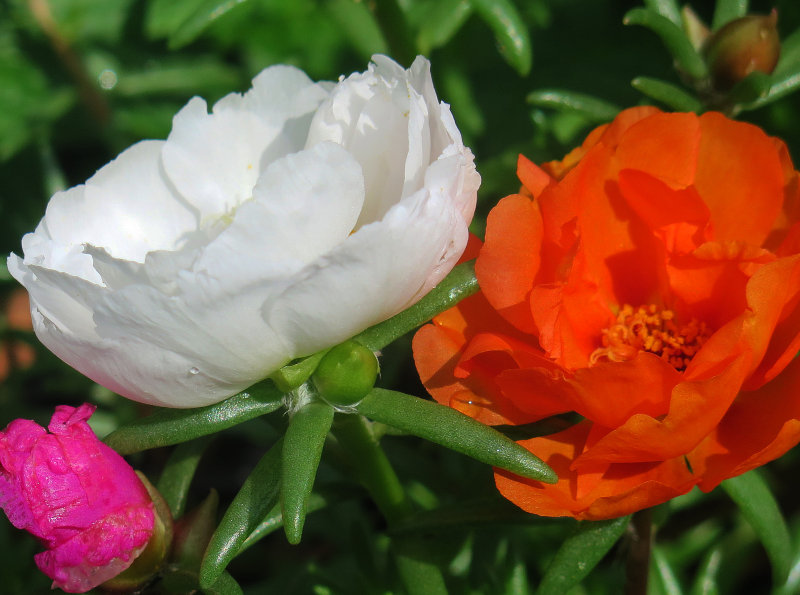 Moss Rose or Portulaca