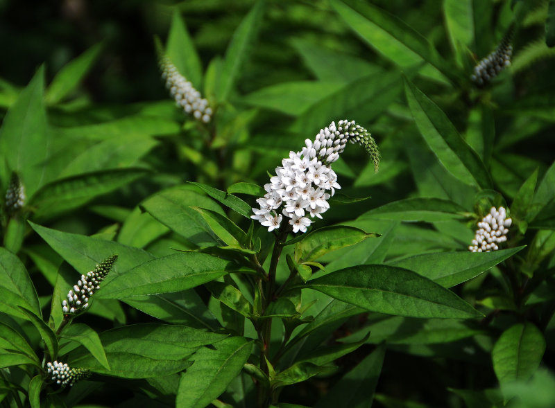 Gooseneck or Lysimachia