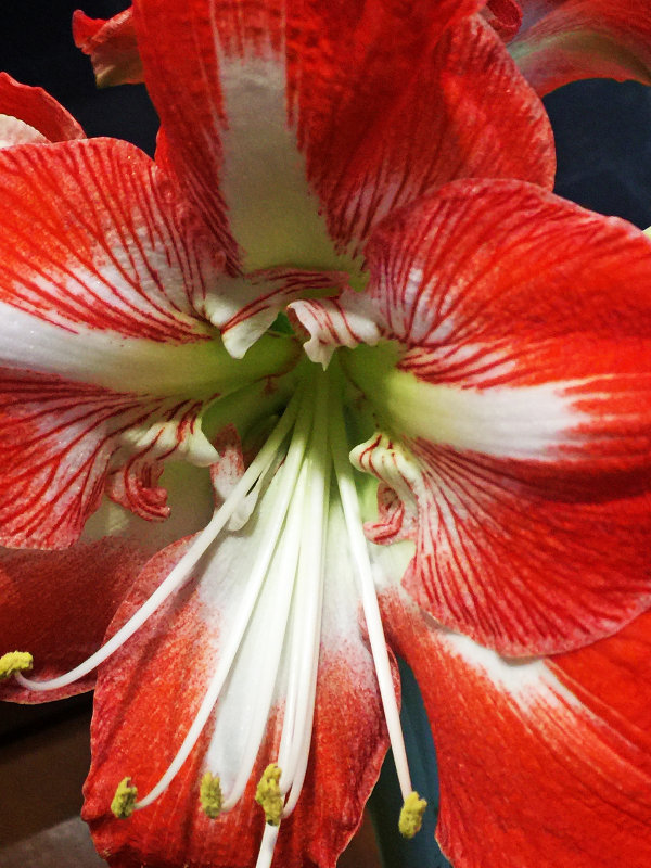 Amaryllis