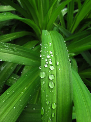 Rain Drops on Iris Foliage