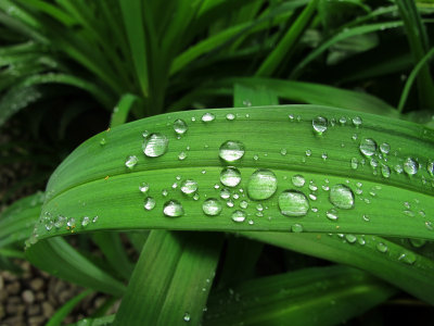Rain Drops on Iris Foliage