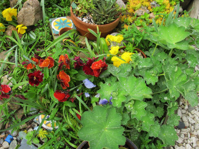 Garden Plot after Rain